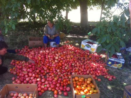 Семья Медянниковых занимается овощеводством